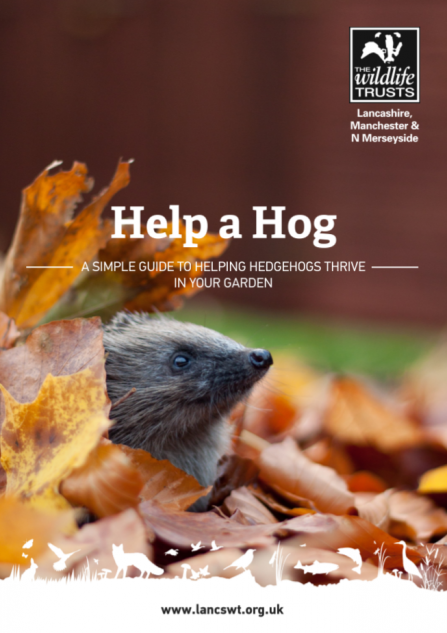 A guide by Lancashire Wildlife Trust about how to help hedgehogs in your garden