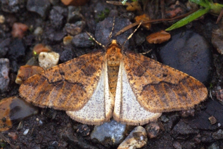 A mottled umber moth resting on pebbles with its wings open