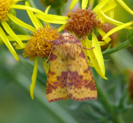 A pink-barred sallow moth resting on yellow flowers