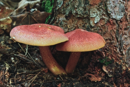 Two plums and custard mushrooms growing next to a conifer tree
