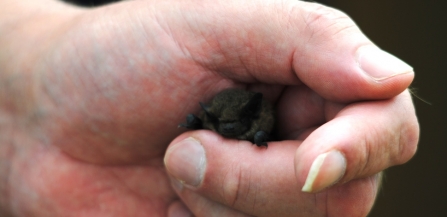 Pipistrelle bat