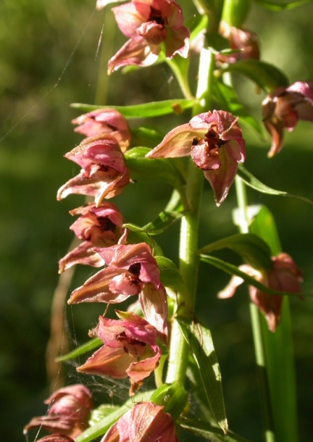 Broad-leaved helleborine flower-heads in the sunshine