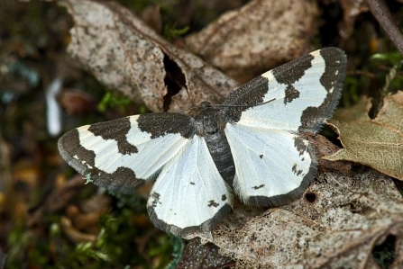 A clouded border moth resting on leaf litter