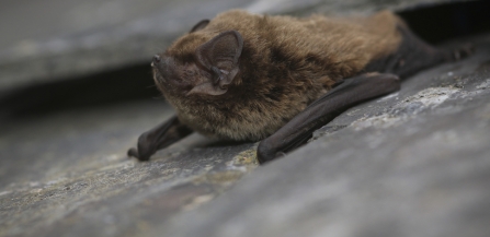 Leisler's bat