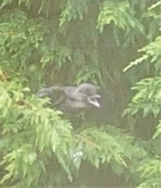 A fledgling jackdaw begging noisily for food from a tree