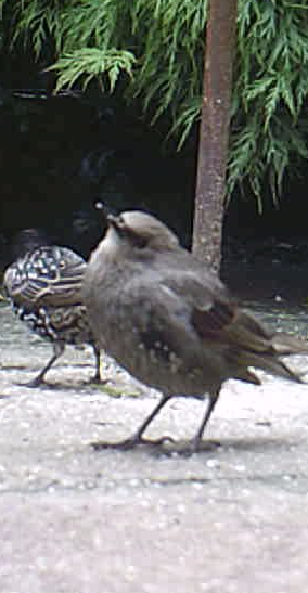 A juvenile starling developing its adult plumage in our volunteer David Merry's garden