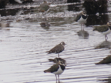 An American golden plover on the Pump Pool at Lunt Meadows