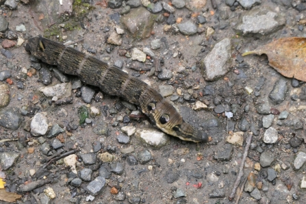 An elephant hawkmoth caterpillar making its way along the footpath at Mere Sands Wood