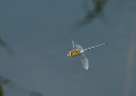 A migrant hawker dragonfly flying through the air at Brockholes Nature Reserve