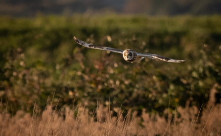A short-eared owl flying over grass at Lunt Meadows nature reserve