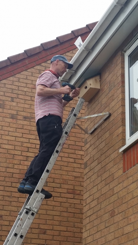 Adding a swift box to your house can help populations of these declining birds