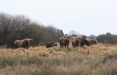 Highland cows in their new home at Bickershaw Country Park