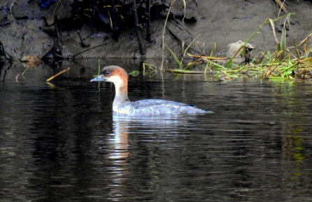 A female smew on Meadow Lake at Lancashire Wildlife Trust's Brockholes Nature Reserve