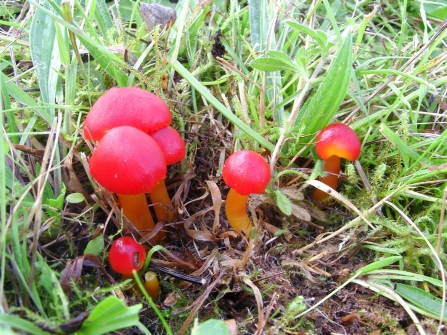 A bright red species of waxcap fungi growing in the grass at Heysham Nature Reserve