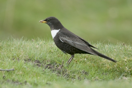 A ring ouzel foraging for invertebrates on grassland