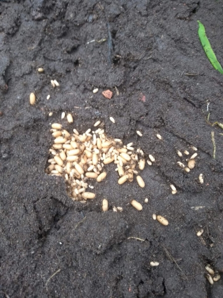 ant nest