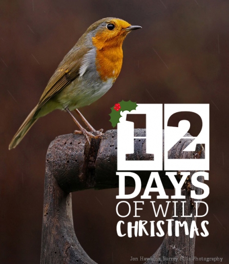 Taking part in 12 Days of Wild Christmas can be as simple as watching the robins in your garden