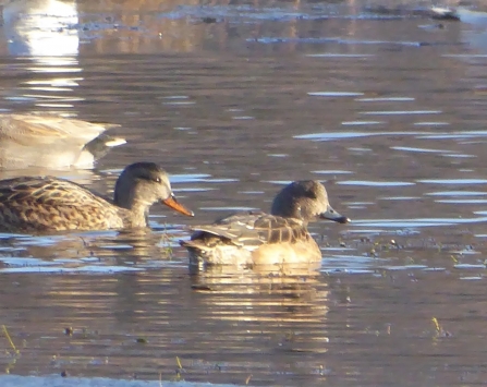 A gadwall-wigeon hybrid swimming in a pond at Middleton Nature Reserve