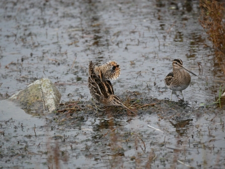 A pair of snipe roosting on a pool at Seaforth Nature Reserve