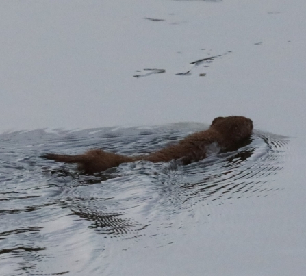 A weasel swimming through a pond at Lunt Meadows Nature Reserve