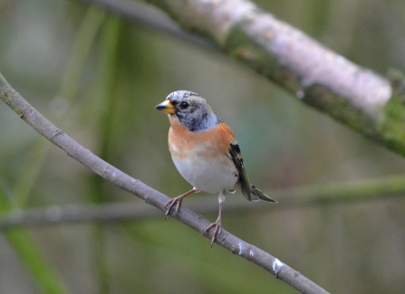 A brambling perched on a bare twig