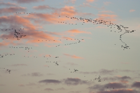 A skein of geese flying overhead at sunrise