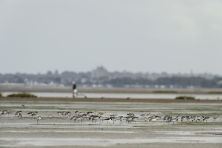 Black-tailed godwits and oystercatchers feeding on an estuary