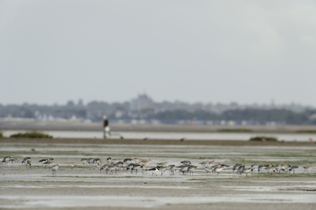 Black-tailed godwits and oystercatchers feeding on an estuary