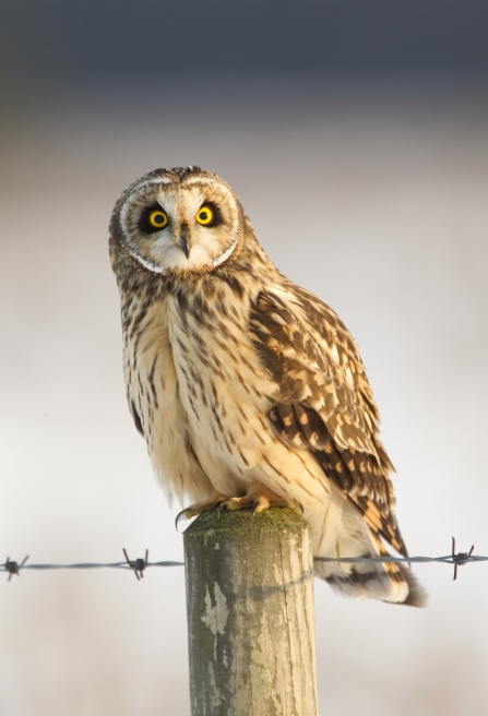 A short-eared owl perched on a fence post in the snow