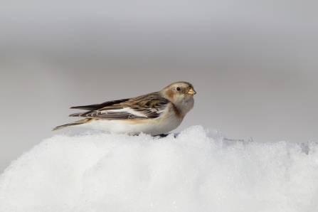 A snow bunting nestled snuggly on top of a pile of snow