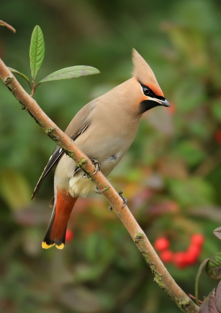 A waxwing perched on the branch of a berry tree