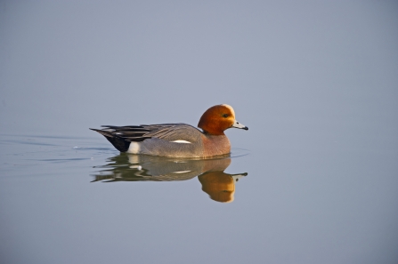 A wigeon swimming across a glass-like pond