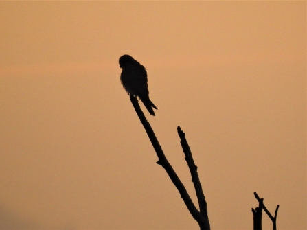 Kestrel at sunrise by Dave Steel