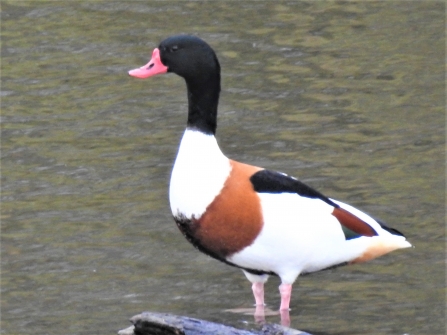 Shelduck by Dave Steel