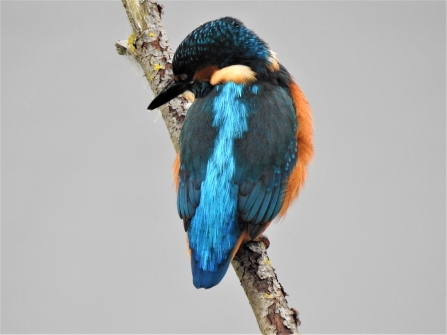 Kingfisher by Dave Steel