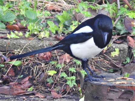 Magpie by Dave Steel