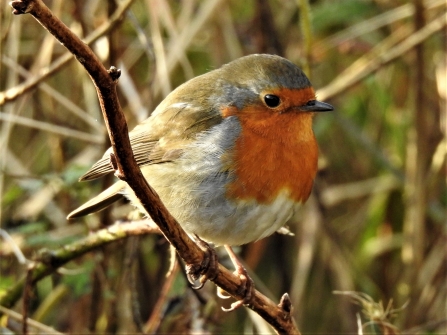Robin by Dave Steel
