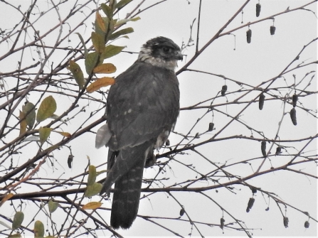 The moss is alive with hawks by Dave Steel