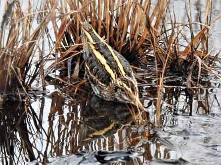 Jack snipe by Dave Steel