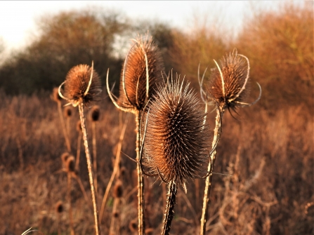 Teasel by Dave Steel