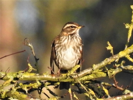 Redwing by Dave Steel