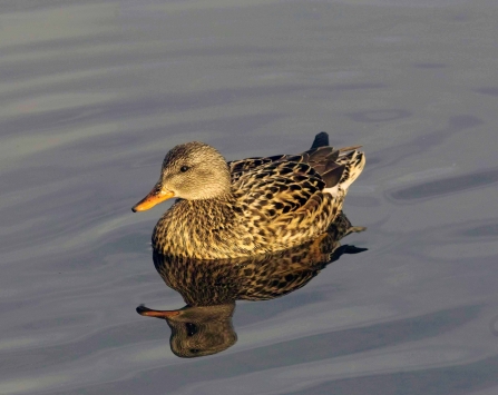 A female gadwall swimming on calm water