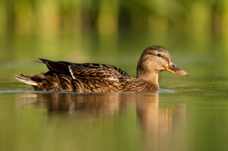 A female mallard swimming through water in front of green vegetation