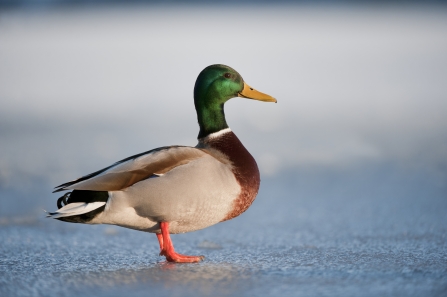 A male mallard standing on ice