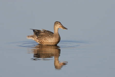 A female shoveler standing on still water