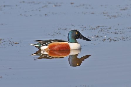 A male shoveler swimming on a still lake