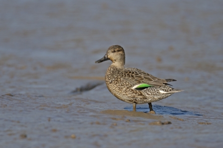 A female teal standing in mud