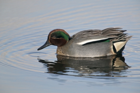 A male teal swimming across a lake