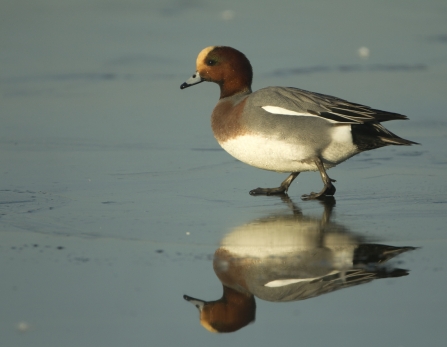 A male wigeon walking on ice
