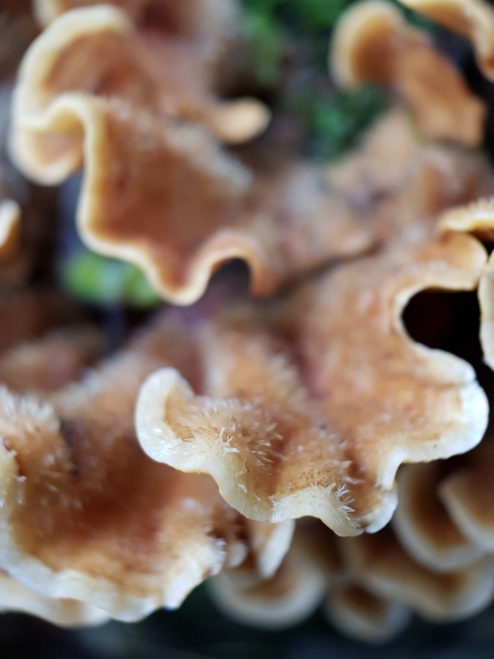 A close-up of the hairs on the fruiting body of hairy curtain crust fungus